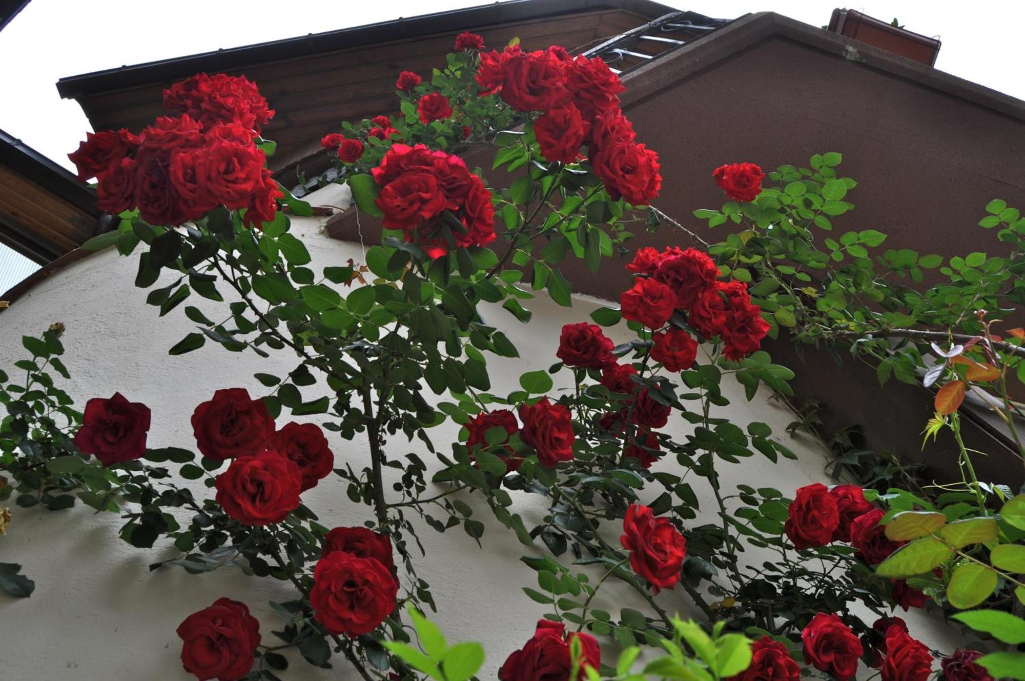 Hosteria Catalana Bossost Exterior photo